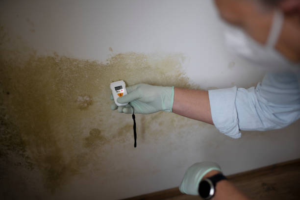 Best Post-Flood Mold Remediation in Fairforest, SC