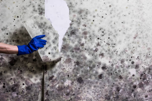 Best Localized Mold Remediation (e.g., coastal areas, humid climates) in Fairforest, SC